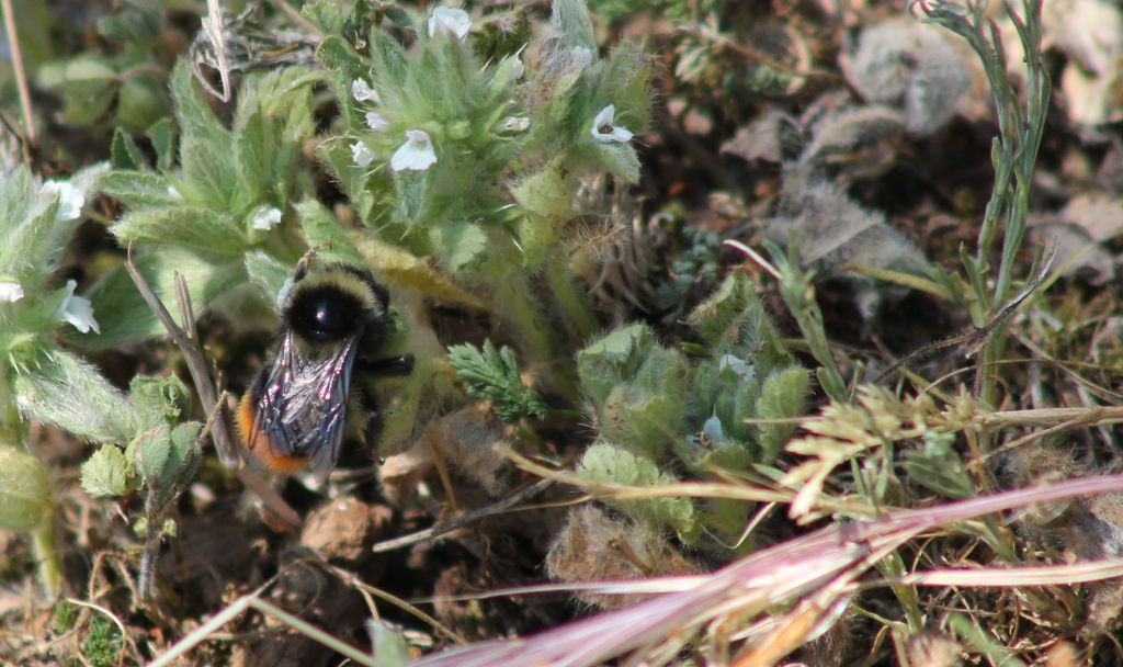 Bombus sp., Apidae